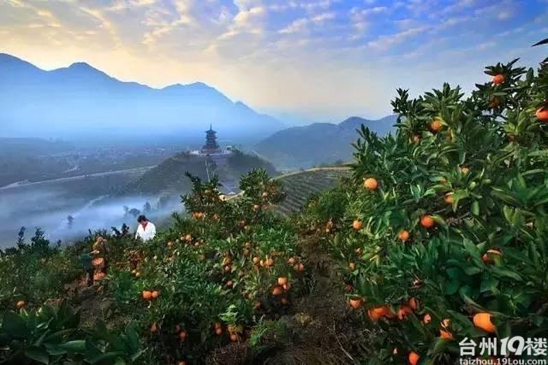 本地蔬菜配送，让餐桌上的新鲜更近一步