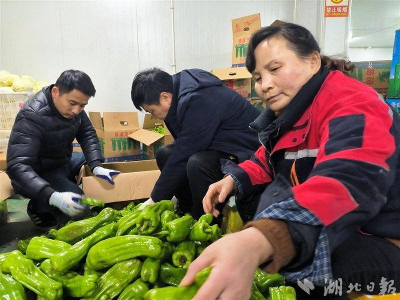 本地蔬菜配送，新鲜健康的选择